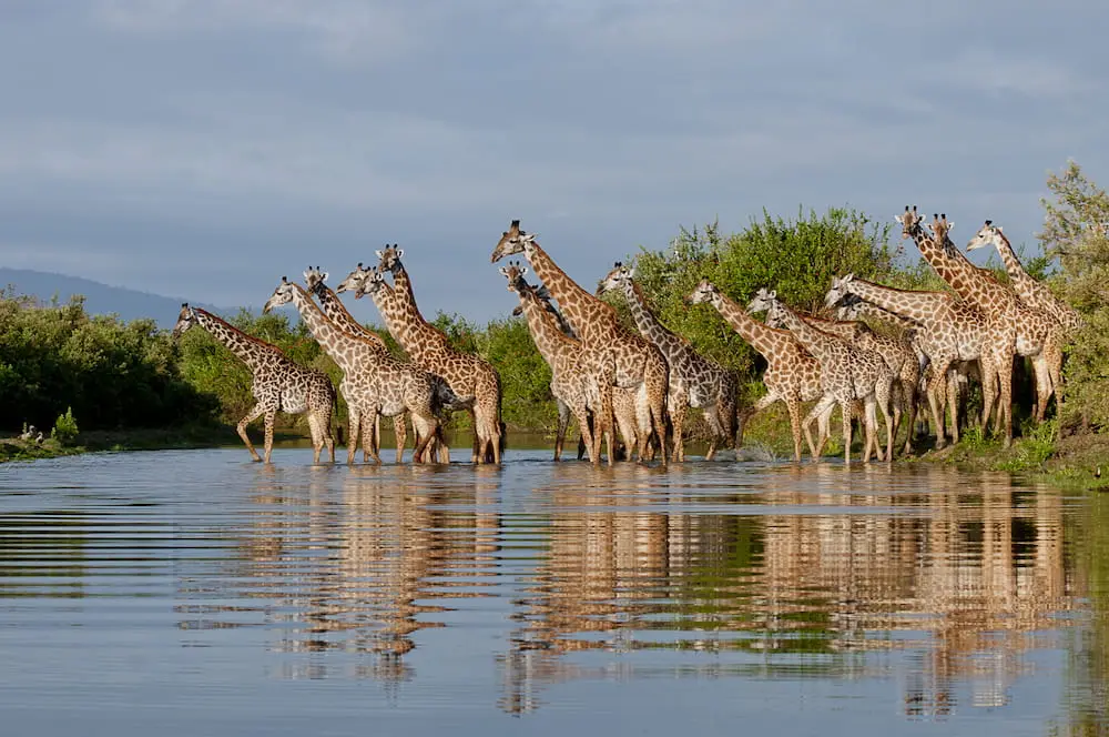 Mkomazi