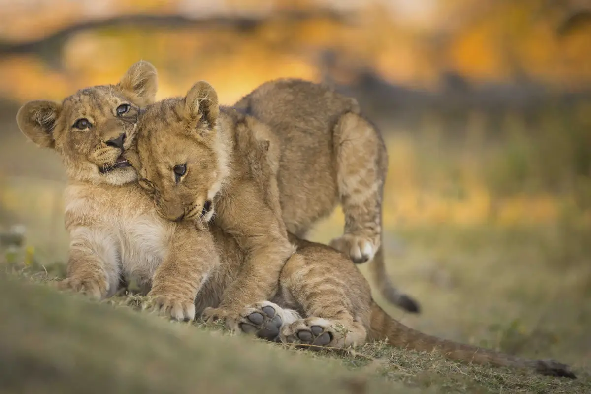 Two lion cubs playing in the grass