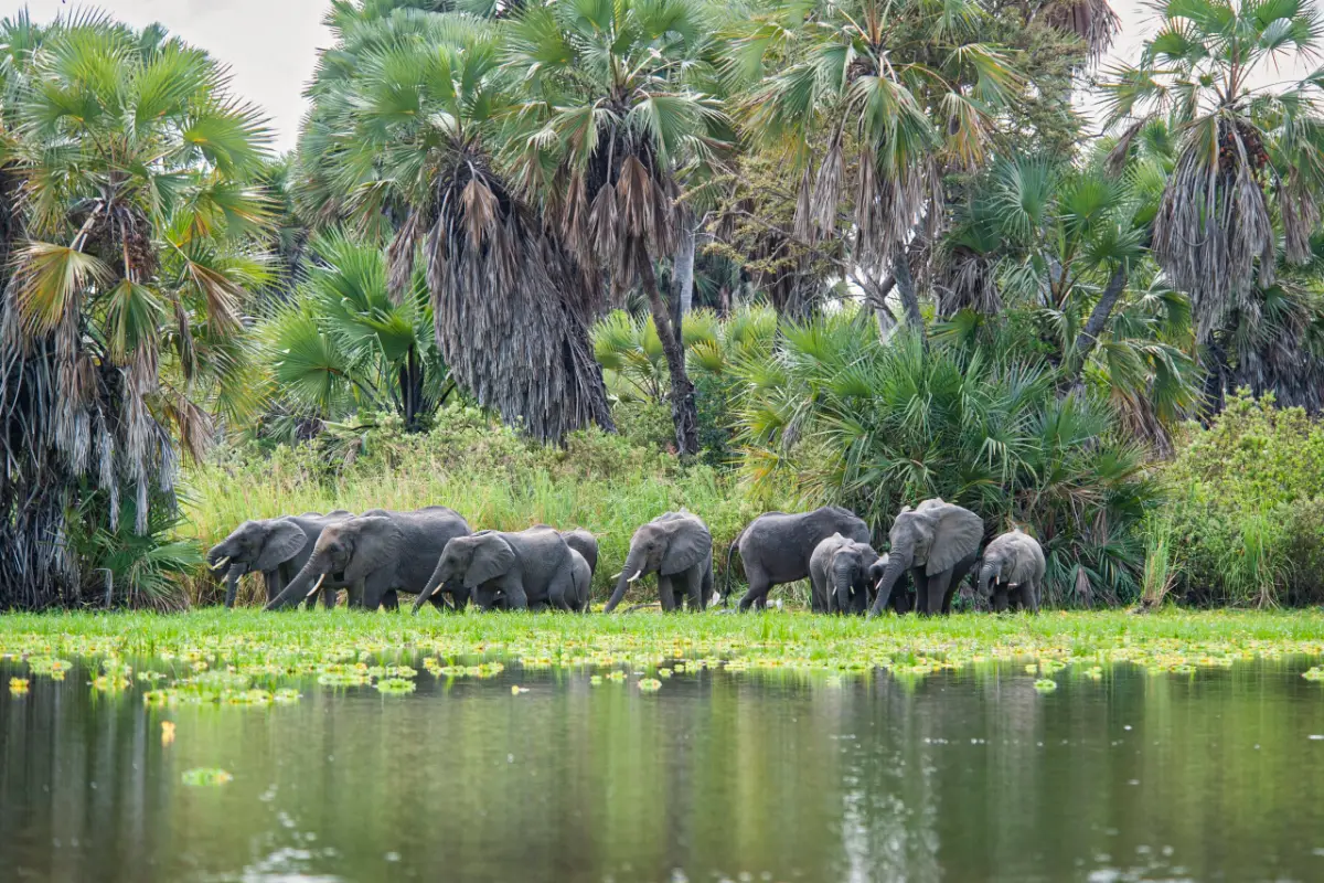 Elephants wading through a river in Nyerere National Park