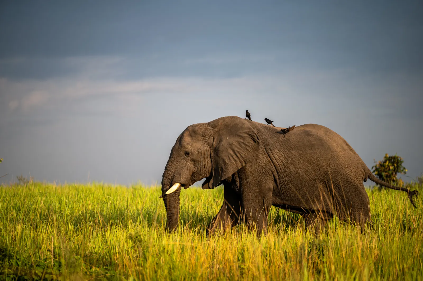 Big Five safari