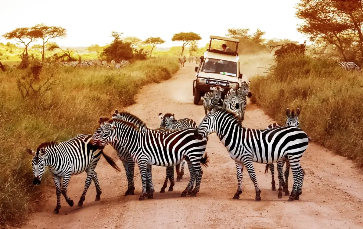 Serengeti — The stage for one of Africa's greatest wildlife spectacles.