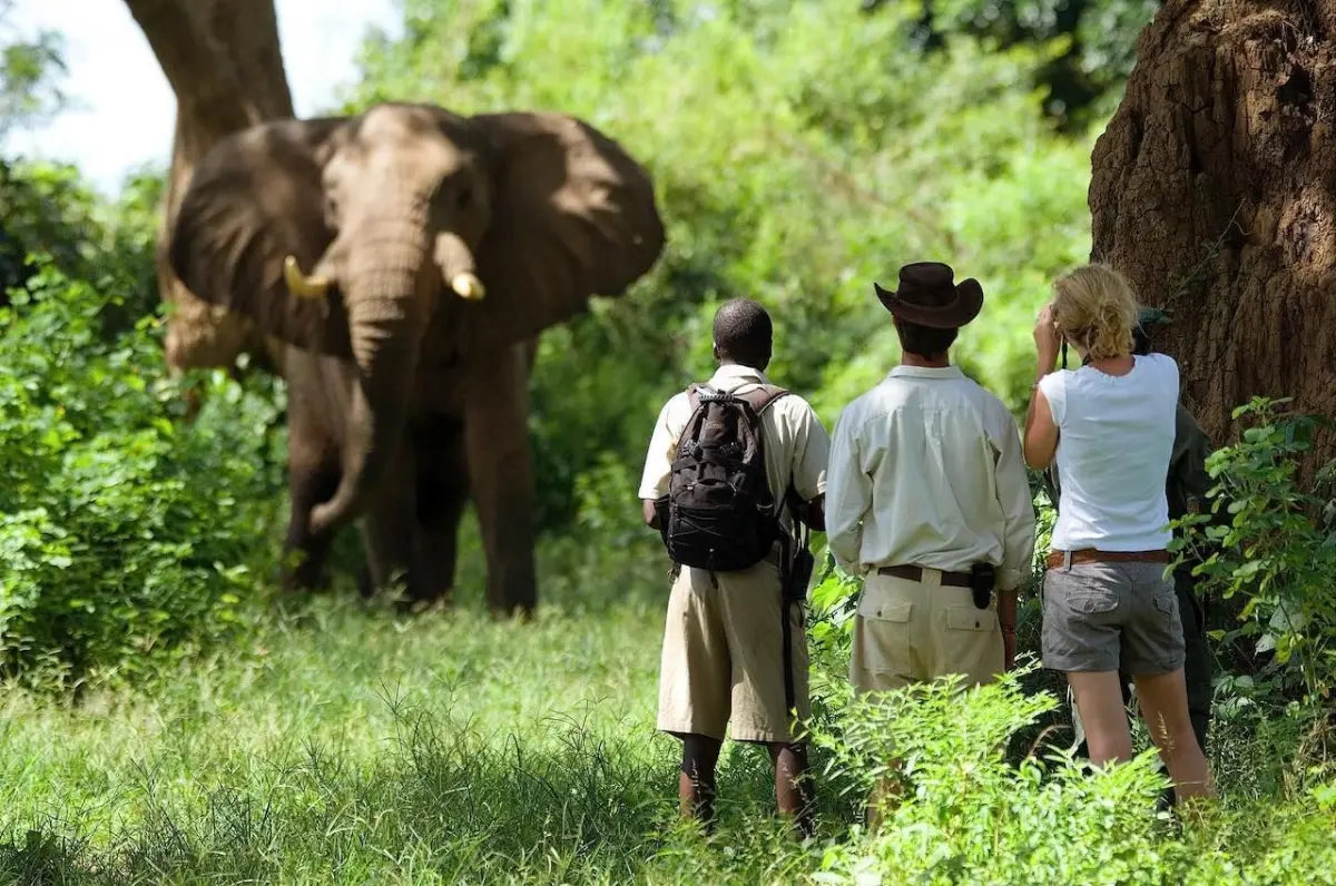 Small group on a guided walking safari watching an elephant